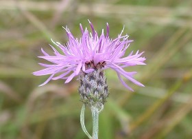 RheinlÄndische Flockenblume, Centaurea rhenana, etnobotanika